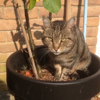 Jo Morrell - Twitter Profile Picture of Jo Morrell (@jomorrell3) on Twitter