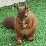 Profile Picture of Eichhörnchen-Schickeria (@eichhoernchen_schickeria) on Instagram