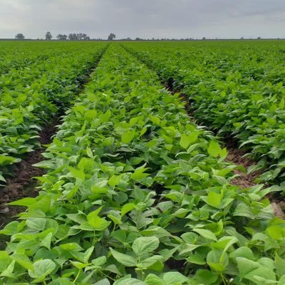 Profile Picture of Mario Lopez Mendivil (@mariolopez9999) on Twitter