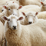 Profile Picture of Rachel Burghardt (@fancymouse22) on Youtube