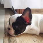 Profile Picture of June + Russo (@june__russo) on Instagram