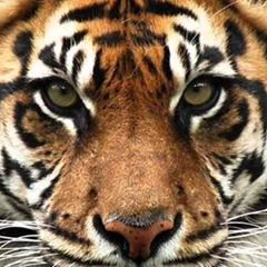 Profile Picture of Brian Matschke (@brianmatschke) on Tiktok