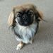 Profile Picture of Connie Manning (@cmm5757) on Pinterest