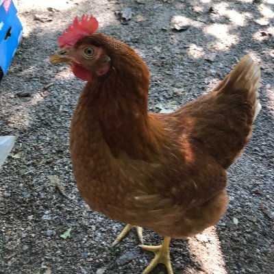 Profile Picture of Locksley (@LaliberteNick) on Twitter