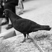 Profile Picture of Eric Geoffroy (@ericgeoffroy8831) on Youtube