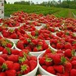Profile Picture of Lissy Varghese (@lissy.varghese.9026) on Instagram