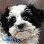 Profile Picture of Nichole DuVall (@cesardog1) on Instagram