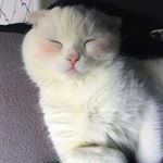 Profile Picture of Taing Samnang Chetra (@zack_crossed) on Instagram