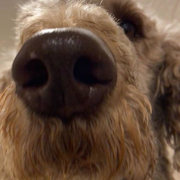 Rachel Cravotta - Poshmark Profile Picture of Rachel Cravotta (@r_cravotta) on Poshmark