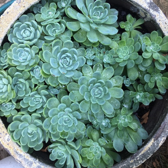 Profile Picture of Laura Skillicorn (@ljs06) on Poshmark