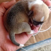 Profile Picture of Daniel Aceituno (@Daniel0128cool) on Youtube