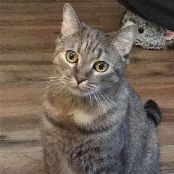 Profile Picture of Alexis Smitley (@sharkgirl02) on Poshmark