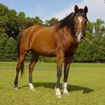 Crystal Cardinal - Instagram Profile Picture of Crystal Cardinal (@horses_are_lyfe_) on Instagram