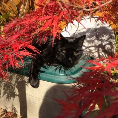 Profile Picture of Hilary Sutton (@HilarySutton20) on Twitter