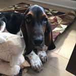 Profile Picture of Lana Del Ruff (@the_real_lana_del_ruff) on Instagram