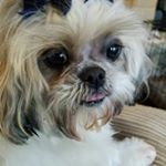 Profile Picture of Hazel Armstrong (@haarmstrong) on Instagram
