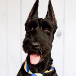 Profile Picture of Ronin the Giant Schnauzer (@roninthegiant) on Instagram