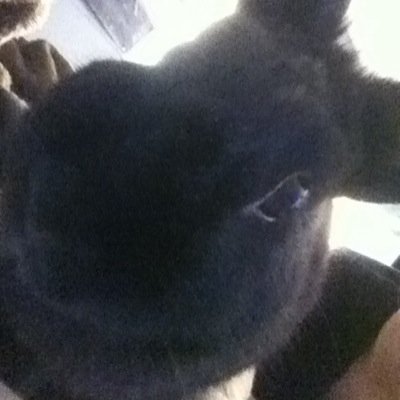 Profile Picture of Joshua Shores (@Deadshadow369) on Twitter