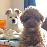 Profile Picture of 레오 외 1마리 (@leo_want_do) on Instagram