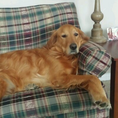 Profile Picture of Dan Miedema (@MiedeMad) on Twitter