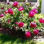 Profile Picture of Shirley Cobb (@cobb_shirley) on Instagram