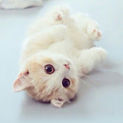 Profile Picture of AuRoRa BoNa (@aurorabona5731) on Youtube