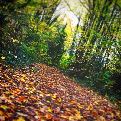 Profile Picture of Leo Goldsmith (@LeoGoldsmith5) on Twitter