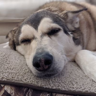 Profile Picture of Zach Cochran (@Wulfenshtein) on Twitter