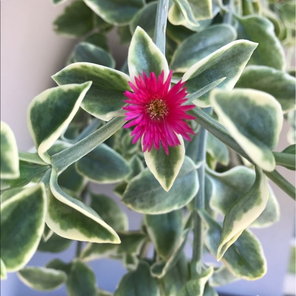 Profile Picture of Tim Cowart (@gatortwc) on Poshmark