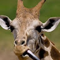 Profile Picture of Joel Cepeda (@joel-cepeda-12) on Quora