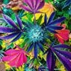 Profile Picture of Elizabeth Wells Goodell (@elizabeth.goodell.79) on Facebook