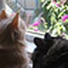 Profile Picture of Nancy Peyton (@peyton girl) on Flickr