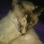 Profile Picture of Steve Trahan (@stevetrahan204) on Youtube