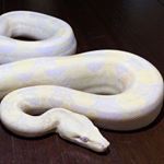 Profile Picture of John Jurassic (@jurassicreptile3) on Instagram