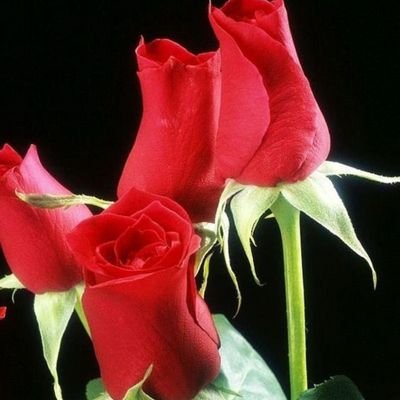 Profile Picture of Mina Adhikari (@MinaAdh10369531) on Twitter