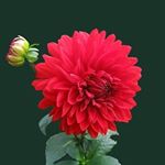 Profile Picture of Jane Fowler (@janefowler169) on Instagram