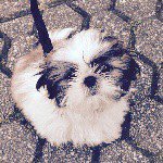 Profile Picture of Johnny (@johnny.shihtzu) on Instagram