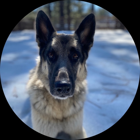 Profile Picture of Mollie Sinclaire (@msinclaire128) on Poshmark