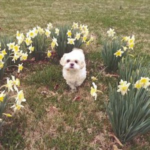 Profile Picture of Cindy Windsor (@CindyWindsor7) on Twitter
