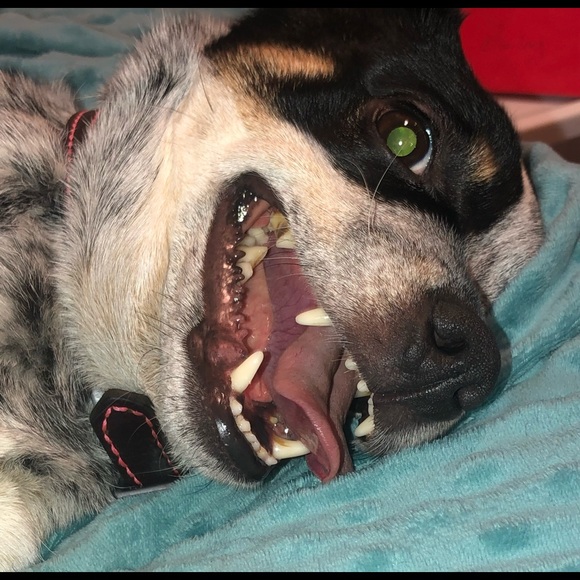 Profile Picture of Bailey Geiss (@baileygeiss) on Poshmark