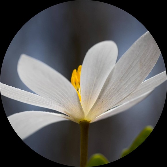 Laurie Robinson - Poshmark Profile Picture of Laurie Robinson (@laurierobby) on Poshmark