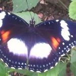 Profile Picture of Glenda Goodall-Ramsay (@goodallramsay) on Instagram