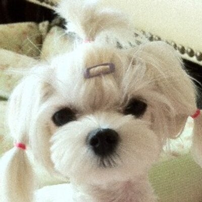 Profile Picture of Calvin Han (@live4it) on Twitter