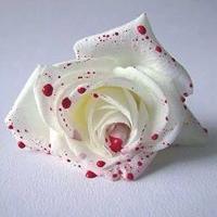 Profile Picture of Douglas Perrin (@dperrin65) on Twitter