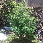 Profile Picture of Travis Barclay (@barclaytravis) on Instagram