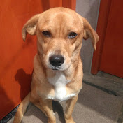 Profile Picture of Carlos Pariona (@carlospariona8458) on Youtube