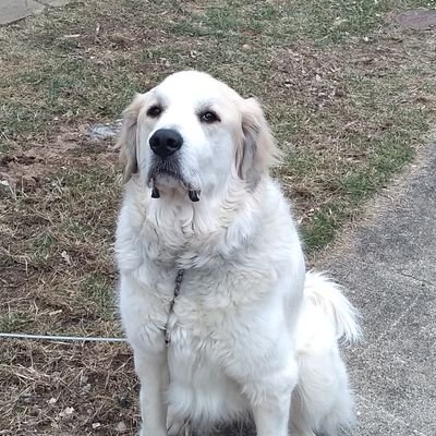 Profile Picture of Pat Cardwell (@PatCardwellVA) on Twitter