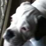 Profile Picture of Mitchell Goodman (@bigstumpy10) on Instagram