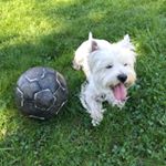 Profile Picture of Bruno-Bert (@snowballbruno) on Instagram