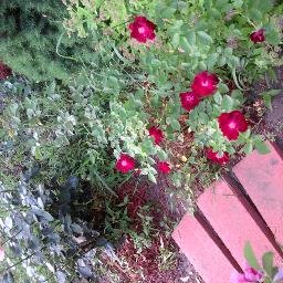 Jennifer Freiberg - Twitter Profile Picture of Jennifer Freiberg (@jennafrei23) on Twitter